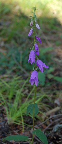 Bellflower campanula rapunculoides